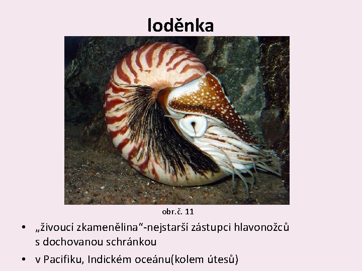 loděnka obr. č. 11 • „živoucí zkamenělina“-nejstarší zástupci hlavonožců s dochovanou schránkou • v
