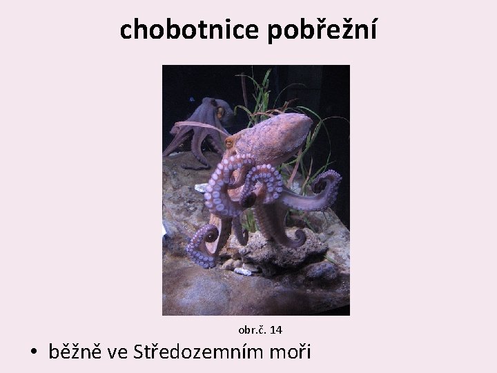 chobotnice pobřežní obr. č. 14 • běžně ve Středozemním moři 