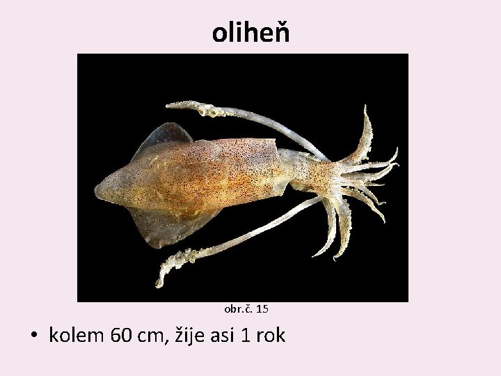 oliheň obr. č. 15 • kolem 60 cm, žije asi 1 rok 