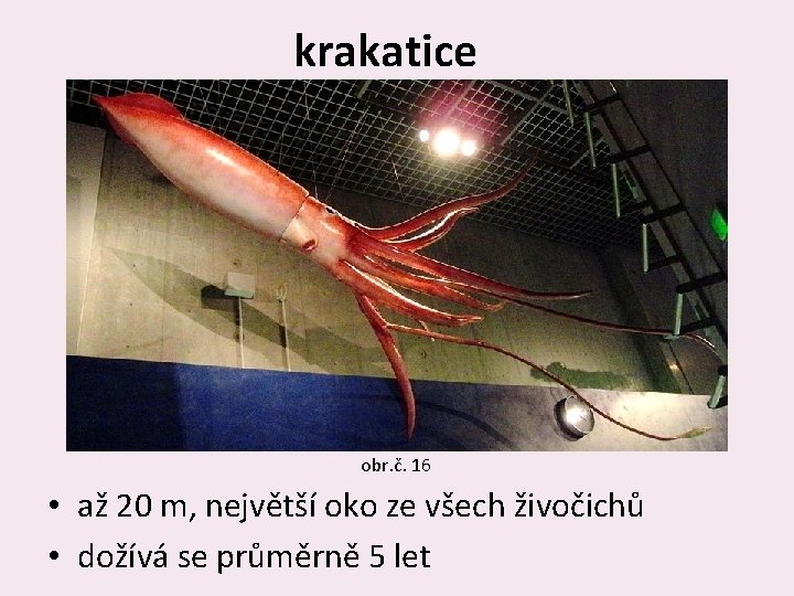 krakatice obr. č. 16 • až 20 m, největší oko ze všech živočichů •