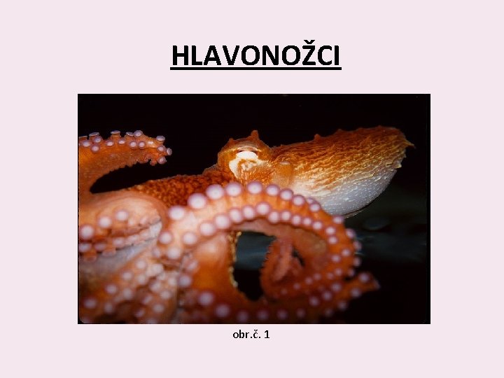 HLAVONOŽCI obr. č. 1 