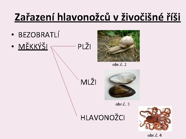 Zařazení hlavonožců v živočišné říši • BEZOBRATLÍ • MĚKKÝŠI PLŽI obr. č. 2 MLŽI