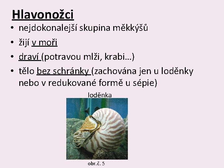 Hlavonožci • • nejdokonalejší skupina měkkýšů žijí v moři draví (potravou mlži, krabi…) tělo