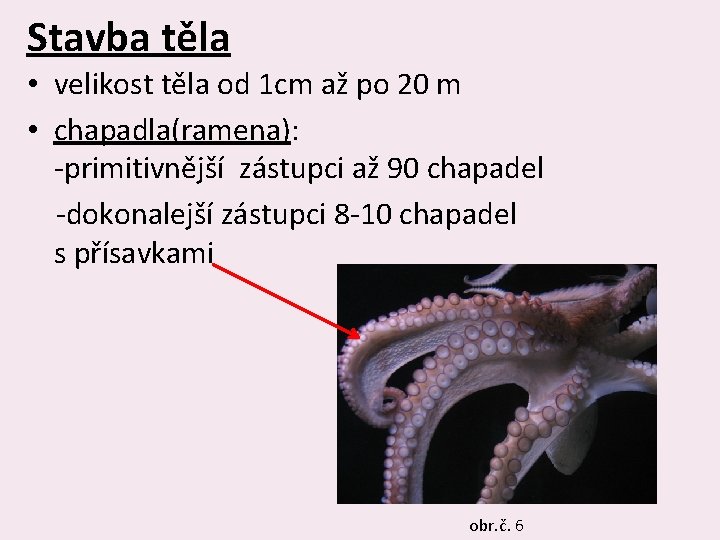 Stavba těla • velikost těla od 1 cm až po 20 m • chapadla(ramena):