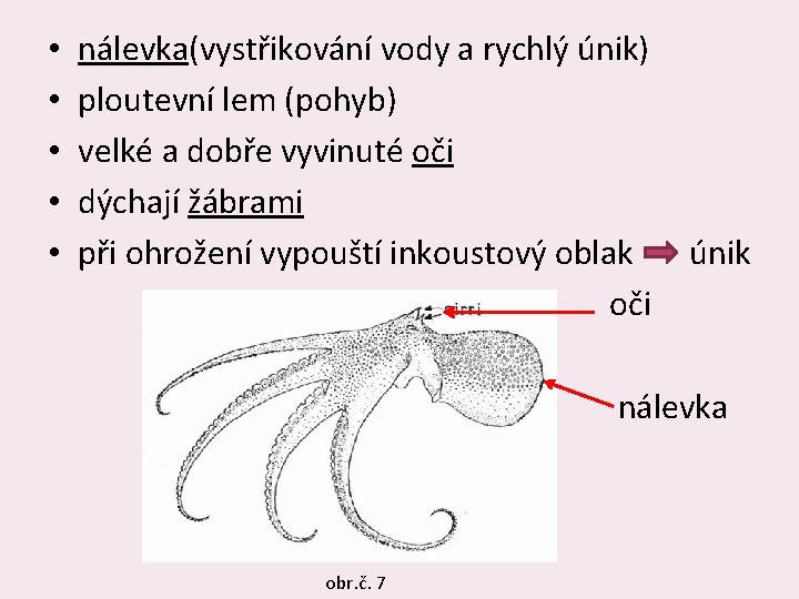  • • • nálevka(vystřikování vody a rychlý únik) ploutevní lem (pohyb) velké a