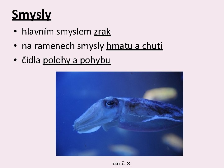 Smysly • hlavním smyslem zrak • na ramenech smysly hmatu a chuti • čidla