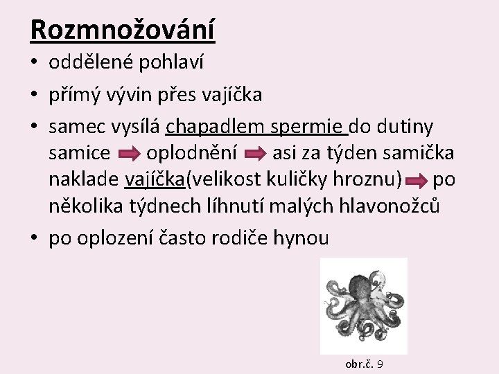 Rozmnožování • oddělené pohlaví • přímý vývin přes vajíčka • samec vysílá chapadlem spermie