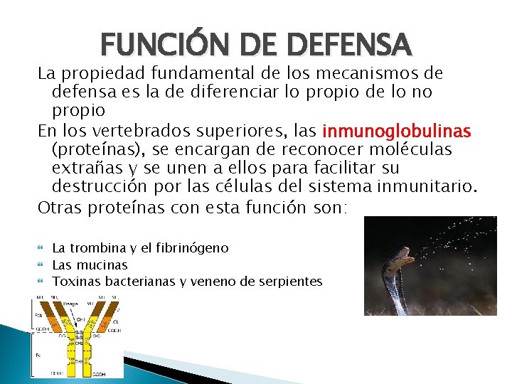 FUNCIÓN DE DEFENSA La propiedad fundamental de los mecanismos de defensa es la de