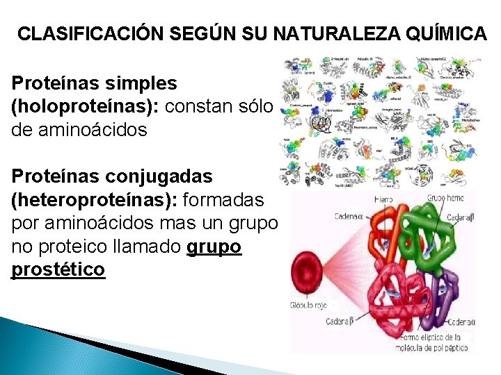 CLASIFICACIÓN SEGÚN SU NATURALEZA QUÍMICA Proteínas simples (holoproteínas): constan sólo de aminoácidos Proteínas conjugadas