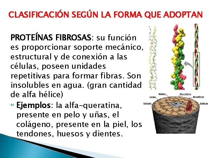 CLASIFICACIÓN SEGÚN LA FORMA QUE ADOPTAN PROTEÍNAS FIBROSAS: su función es proporcionar soporte mecánico,