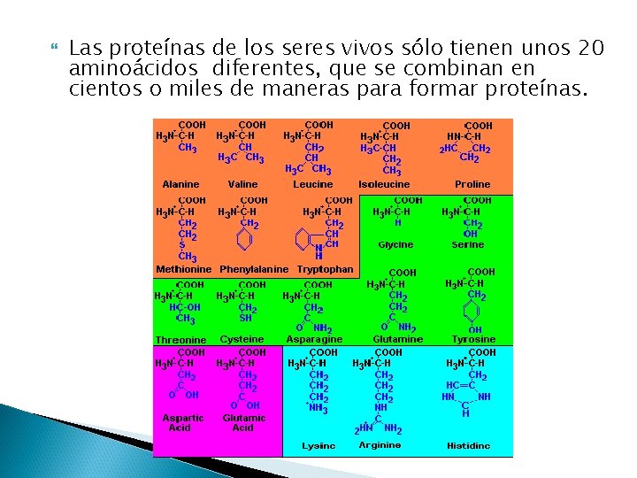  Las proteínas de los seres vivos sólo tienen unos 20 aminoácidos diferentes, que