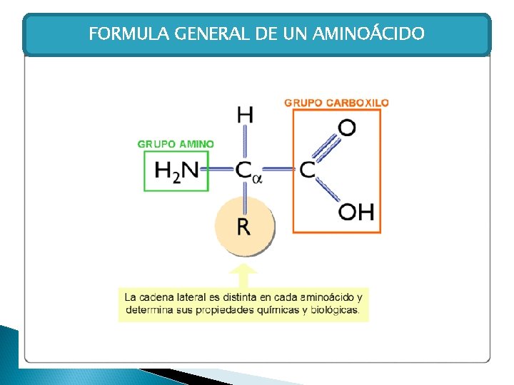 FORMULA GENERAL DE UN AMINOÁCIDO 