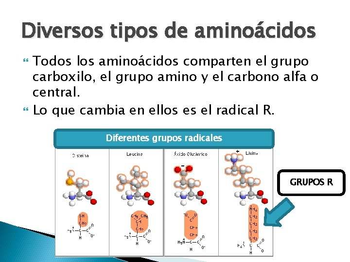 Diversos tipos de aminoácidos Todos los aminoácidos comparten el grupo carboxilo, el grupo amino