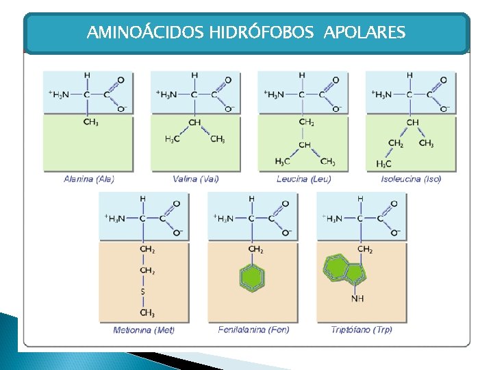 AMINOÁCIDOS HIDRÓFOBOS APOLARES 