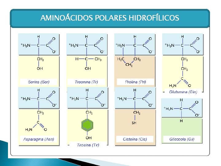AMINOÁCIDOS POLARES HIDROFÍLICOS 
