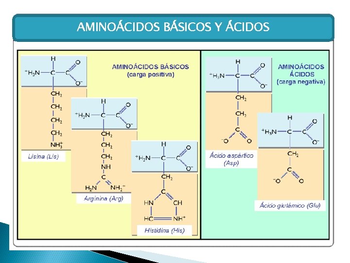AMINOÁCIDOS BÁSICOS Y ÁCIDOS 