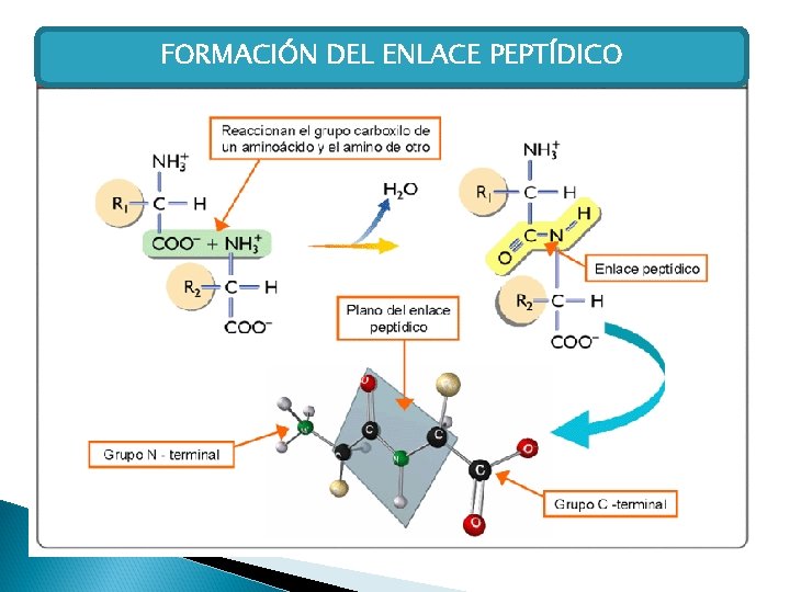 FORMACIÓN DEL ENLACE PEPTÍDICO 
