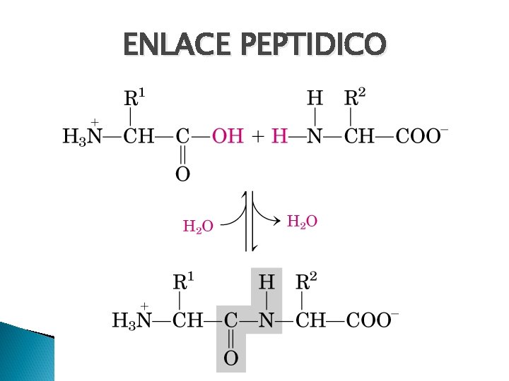 ENLACE PEPTIDICO 