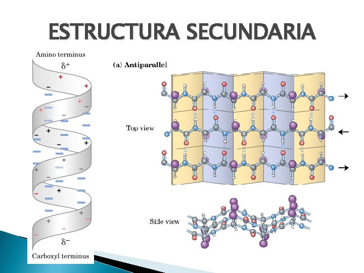 ESTRUCTURA SECUNDARIA 