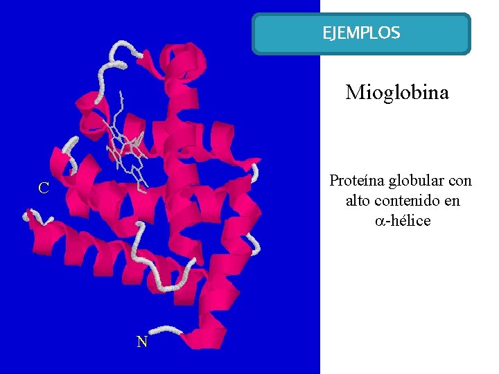 EJEMPLOS Mioglobina Proteína globular con alto contenido en -hélice C N 