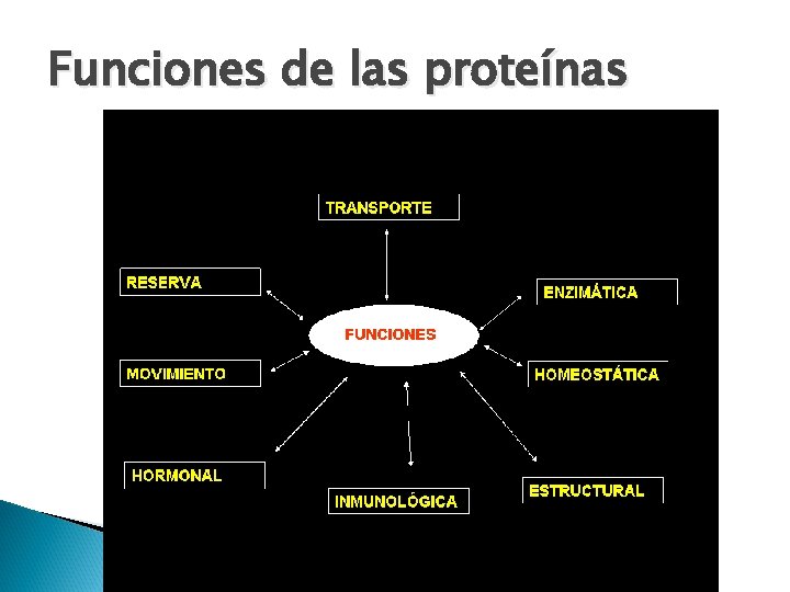 Funciones de las proteínas 