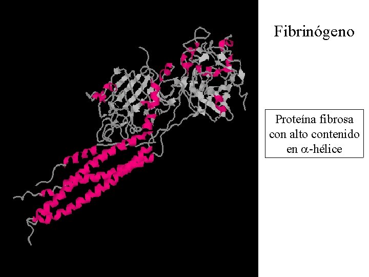 Fibrinógeno Proteína fibrosa con alto contenido en -hélice 