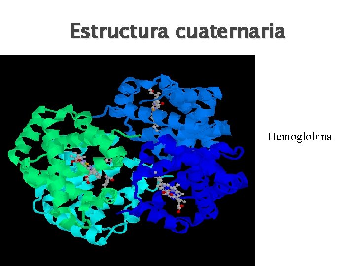 Estructura cuaternaria Hemoglobina 