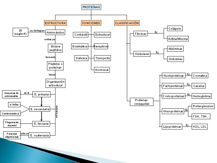 PROTEÍNAS ESTRUCTURA 20 (según R) se distinguen FUNCIONES CLASIFICACIÓN Colágeno Aminoácidos Contráctil Estructural Fibrosas