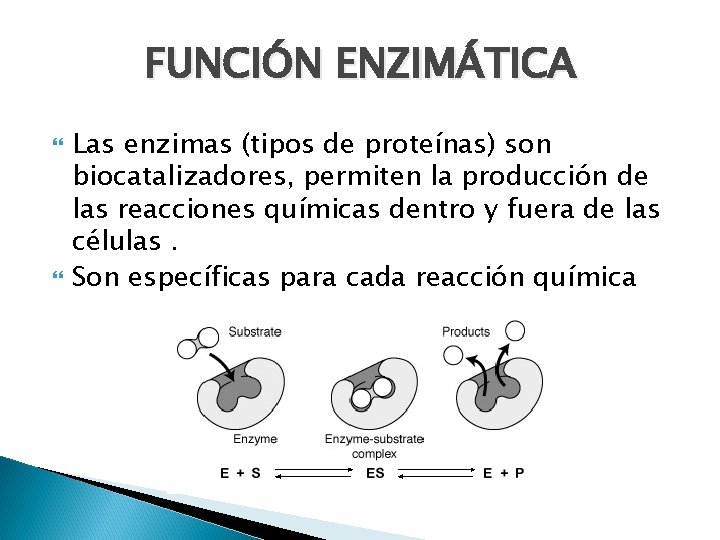 FUNCIÓN ENZIMÁTICA Las enzimas (tipos de proteínas) son biocatalizadores, permiten la producción de las