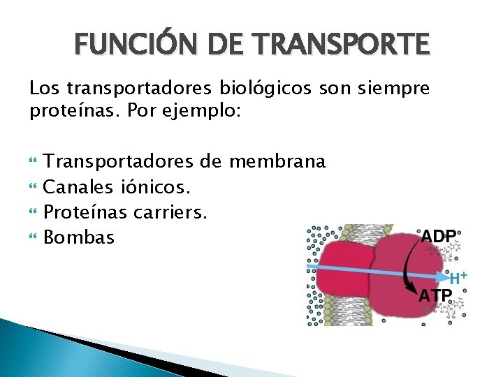 FUNCIÓN DE TRANSPORTE Los transportadores biológicos son siempre proteínas. Por ejemplo: Transportadores de membrana