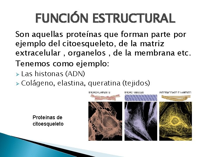 FUNCIÓN ESTRUCTURAL Son aquellas proteínas que forman parte por ejemplo del citoesqueleto, de la