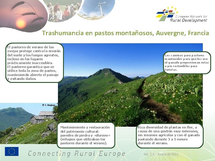 Trashumancia en pastos montañosos, Auvergne, Francia El pastoreo de verano de las ovejas protege