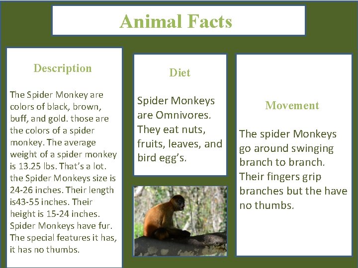 Animal Facts Description Diet The Spider Monkey are colors of black, brown, buff, and