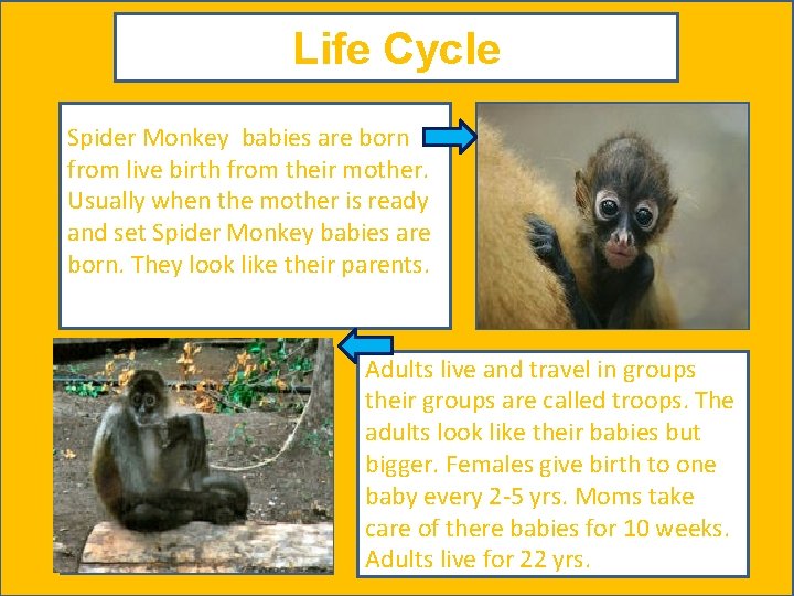 Life Cycle Spider Monkey babies are born from live birth from their mother. Usually
