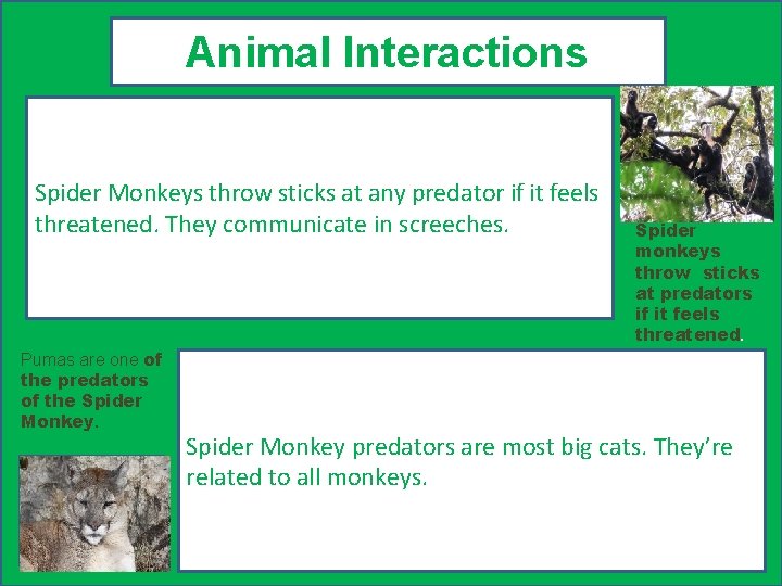 Animal Interactions Spider Monkeys throw sticks at any predator if it feels threatened. They