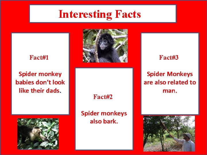 Interesting Facts Fact#1 Spider monkey babies don’t look like their dads. A pic to