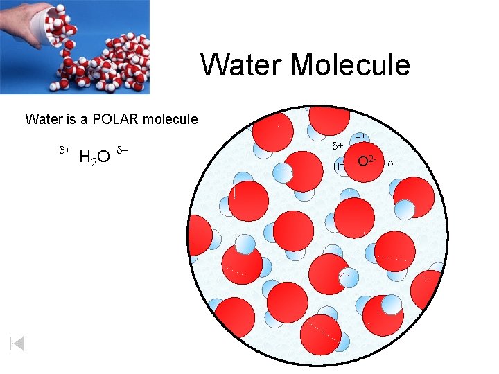 Water Molecule Water is a POLAR molecule d+ H 2 O d- d+ H+