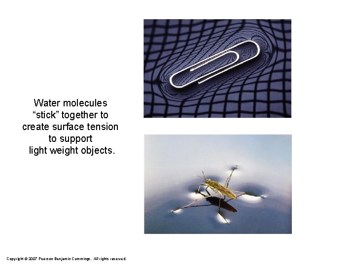 Water molecules “stick” together to create surface tension to support light weight objects. Copyright