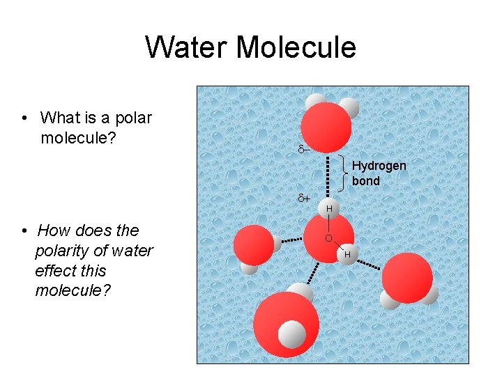Water Molecule • What is a polar molecule? d. Hydrogen bond d+ • How