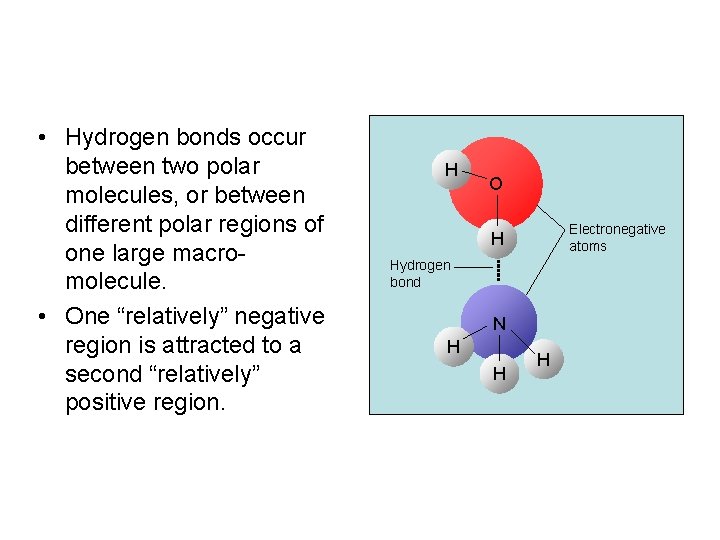  • Hydrogen bonds occur between two polar molecules, or between different polar regions