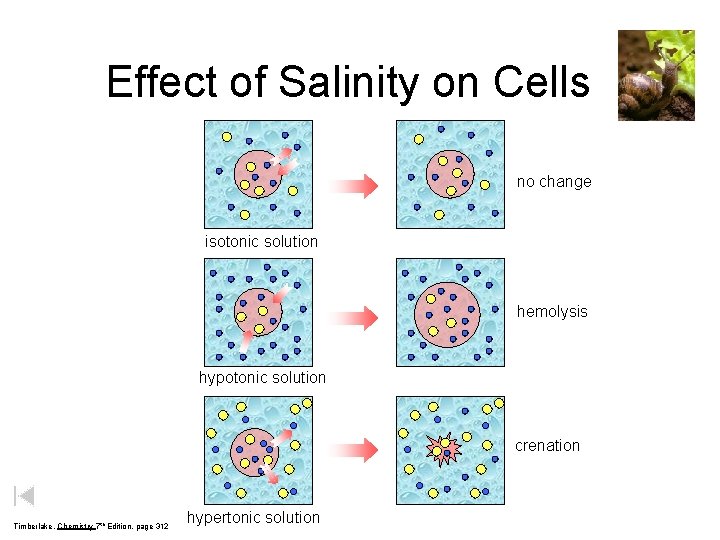 Effect of Salinity on Cells no change isotonic solution hemolysis hypotonic solution crenation Timberlake,