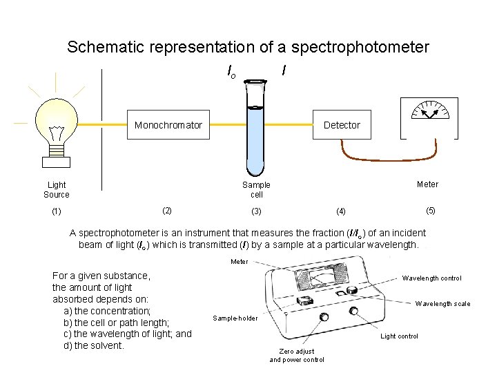 Schematic representation of a spectrophotometer I Io Monochromator Light Source (1) Detector Meter Sample