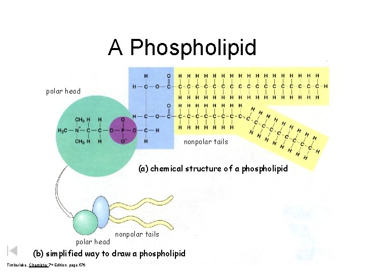 A Phospholipid polar head nonpolar tails (a) chemical structure of a phospholipid polar head