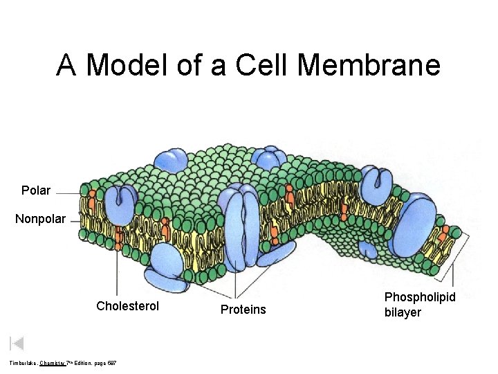 A Model of a Cell Membrane Polar Nonpolar Cholesterol Timberlake, Chemistry 7 th Edition,