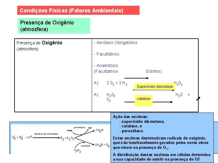 Condições Físicas (Fatores Ambientais) Presença de Oxigênio (atmosfera) - Aeróbios Obrigatórios - Facultativos -