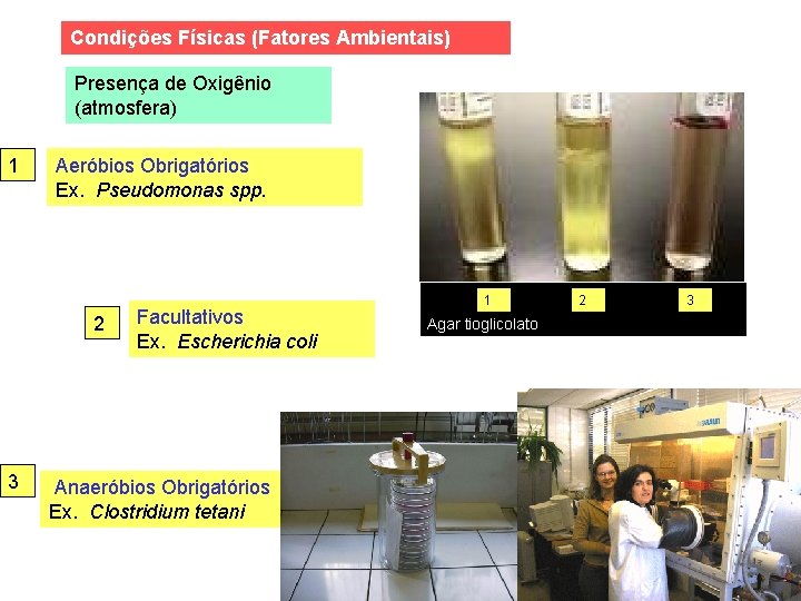 Condições Físicas (Fatores Ambientais) Presença de Oxigênio (atmosfera) 1 Aeróbios Obrigatórios Ex. Pseudomonas spp.