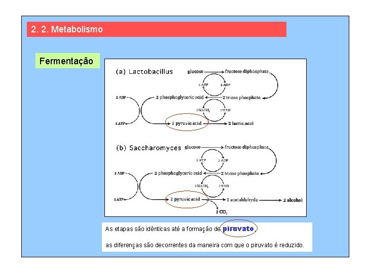 2. 2. Metabolismo Fermentação As etapas são idênticas até a formação de piruvato, as