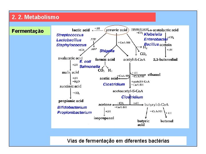 2. 2. Metabolismo Fermentação Vias de fermentação em diferentes bactérias 