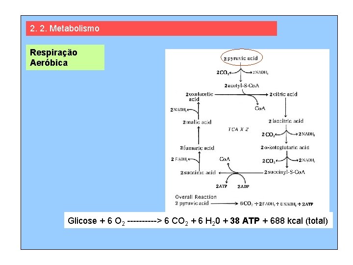 2. 2. Metabolismo Respiração Aeróbica Glicose + 6 O 2 -----> 6 CO 2