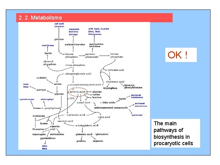 2. 2. Metabolismo OK ! The main pathways of biosynthesis in procaryotic cells 